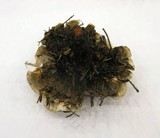 Hydnellum aurantiacum image