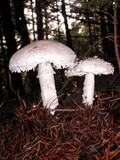 Amanita smithiana image