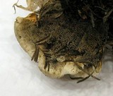 Hydnellum aurantiacum image