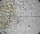 Hydnellum aurantiacum image