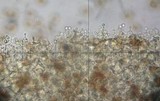 Conocybe siliginea image