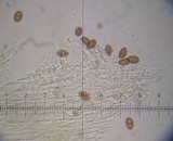 Conocybe siliginea image