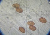 Conocybe siliginea image