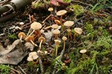 Tubaria conspersa image