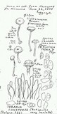 Tubaria conspersa image