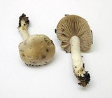Hebeloma crustuliniforme image