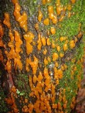 Dacrymyces stillatus image