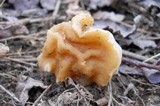 Gyromitra korfii image
