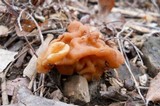 Gyromitra korfii image