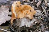 Gyromitra korfii image