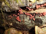 Arcyria denudata image