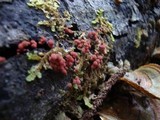 Arcyria denudata image