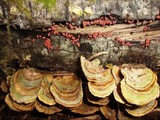 Arcyria denudata image