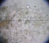 Pluteus thomsonii image