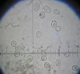 Pluteus thomsonii image