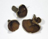 Disciotis venosa image