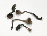 Dumontinia tuberosa image