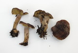 Calocybe onychina image