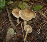 Meottomyces dissimulans image