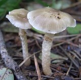 Meottomyces dissimulans image