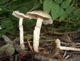 Meottomyces dissimulans image