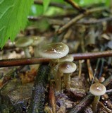 Meottomyces dissimulans image