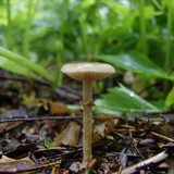 Meottomyces dissimulans image