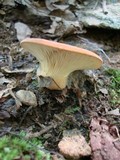 Lactarius volemus image