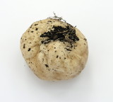 Gastropila fumosa image