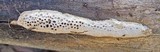 Coriolopsis gallica image