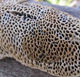 Coriolopsis gallica image