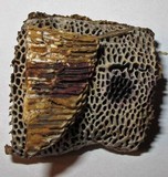 Coriolopsis gallica image