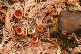 Geopyxis carbonaria image