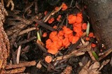 Pulvinula archeri image
