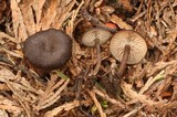 Tephrocybe atrata image