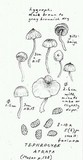 Tephrocybe atrata image