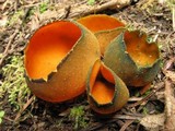 Caloscypha fulgens image