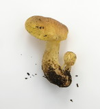 Cantharocybe gruberi image