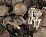 Meottomyces dissimulans image