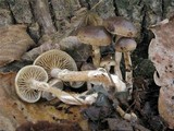 Meottomyces dissimulans image