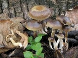 Meottomyces dissimulans image