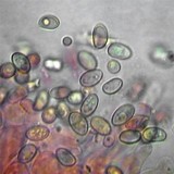 Meottomyces dissimulans image