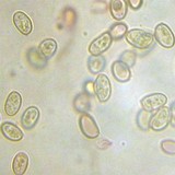 Meottomyces dissimulans image