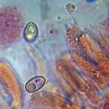 Meottomyces dissimulans image