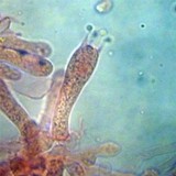 Meottomyces dissimulans image