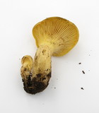 Cantharocybe gruberi image