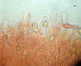 Meottomyces dissimulans image