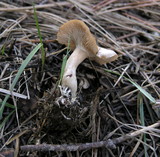 Clitocybe albirhiza image