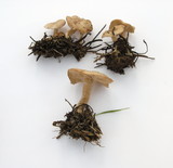 Clitocybe albirhiza image
