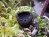 Plectania rhytidia image